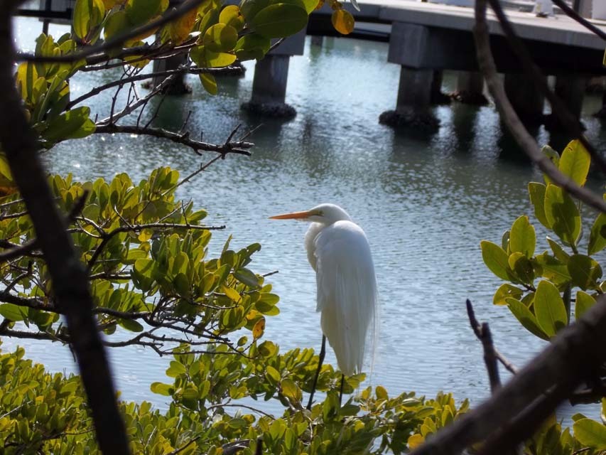 beach clean up and mangrove trimming