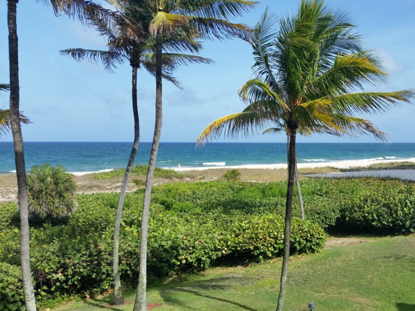 beach clean up and mangrove trimming